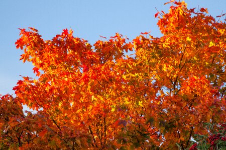 Maple fall nature photo