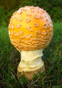 Macro yellow mushroom fall