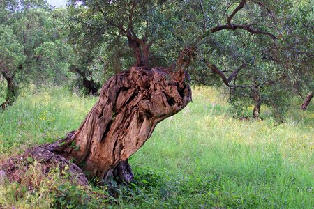 Olive trees agriculture