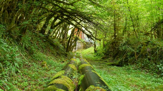 Forest tunnel foam