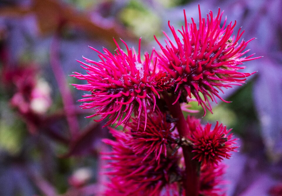 Scottish thistle pink