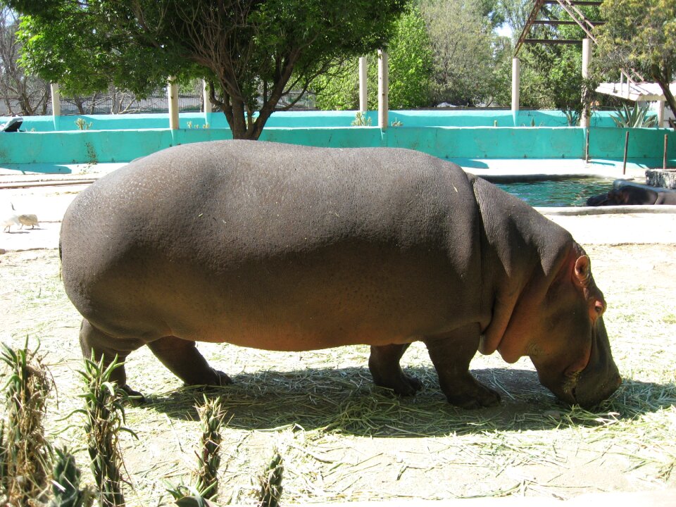 Zoo wameroo queretaro