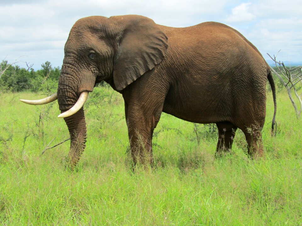 Fauna wildlife