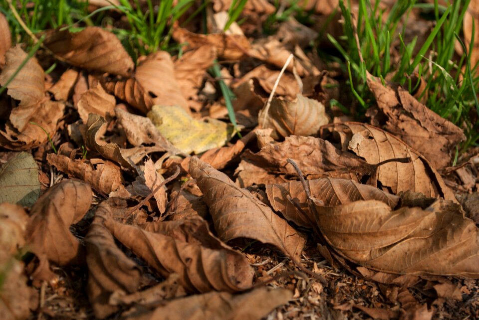 Leaves autumn leaves nature