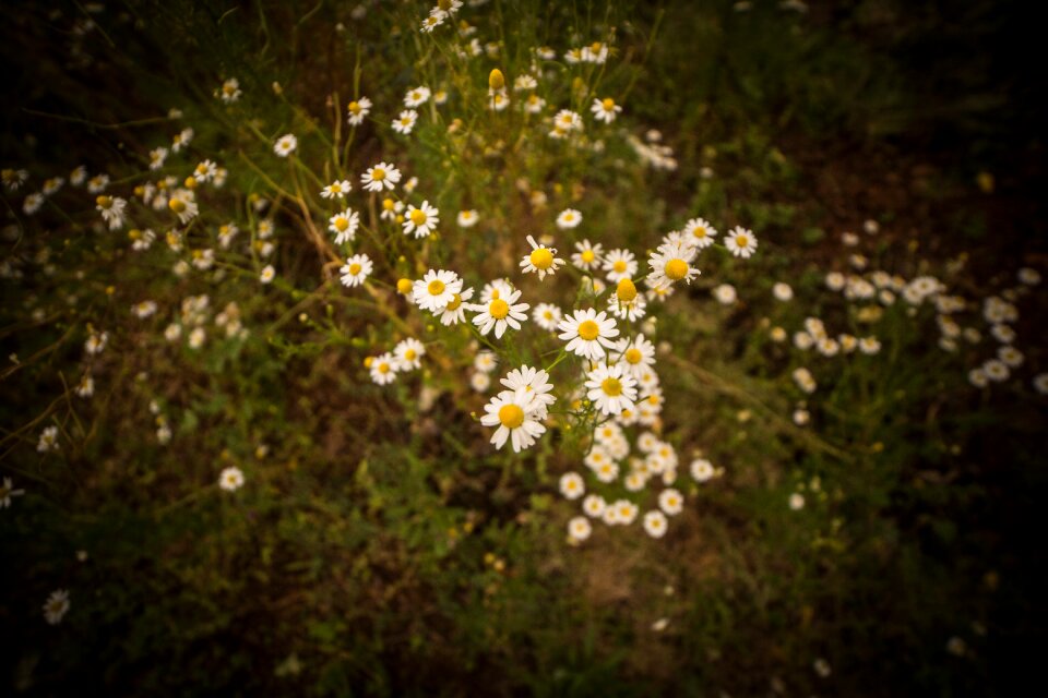 Summer natural garden