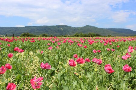 Landscape poppy buds poppy flower photo