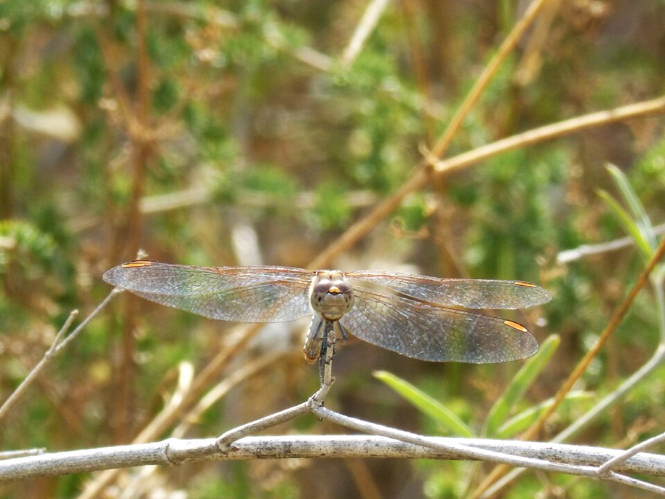 Front view winged insect i odonado
