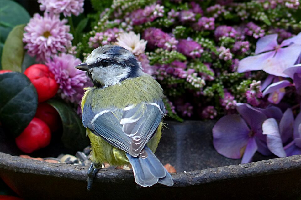 Cyanistes caeruleus young garden