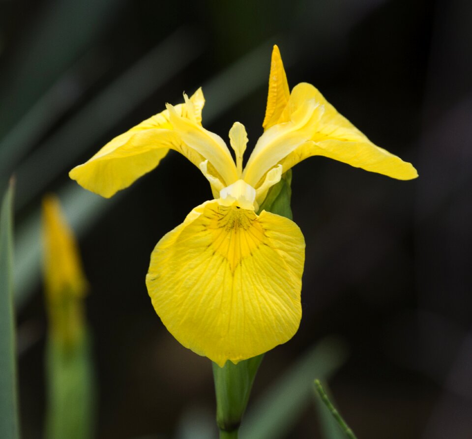 Yellow iris growth in water edge rare