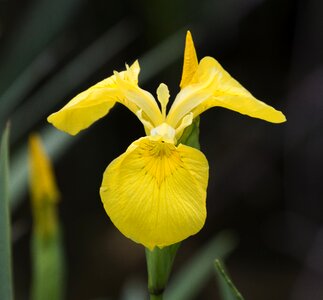 Yellow iris growth in water edge rare