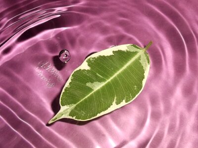 Leaves drop water