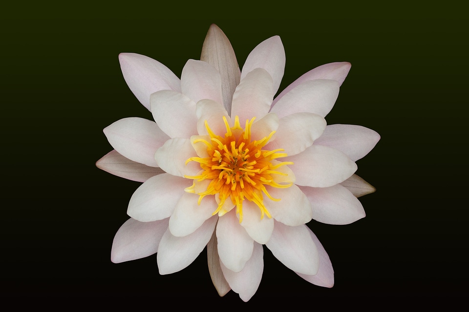 Aquatic plants petals white