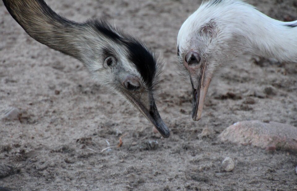 Close up peck animal portrait