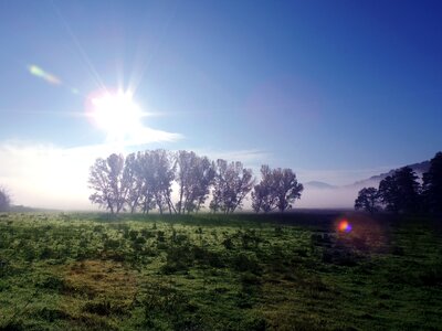 Nature green sunlight