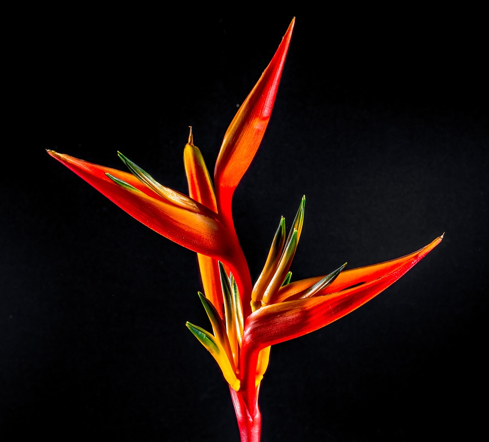 Flower red orange