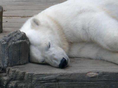 Animal white fur photo