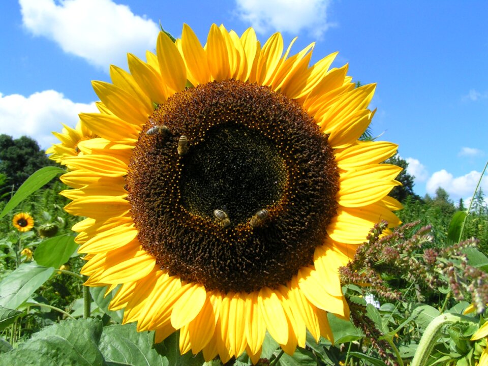 Yellow blossom bloom