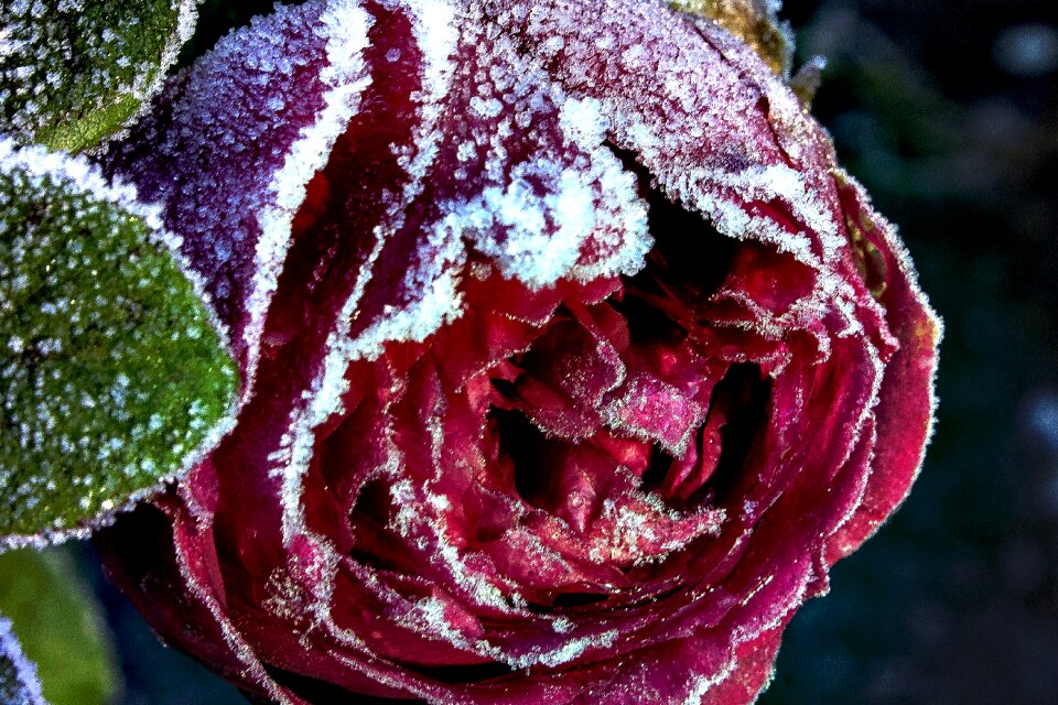 Frosty flower red rose