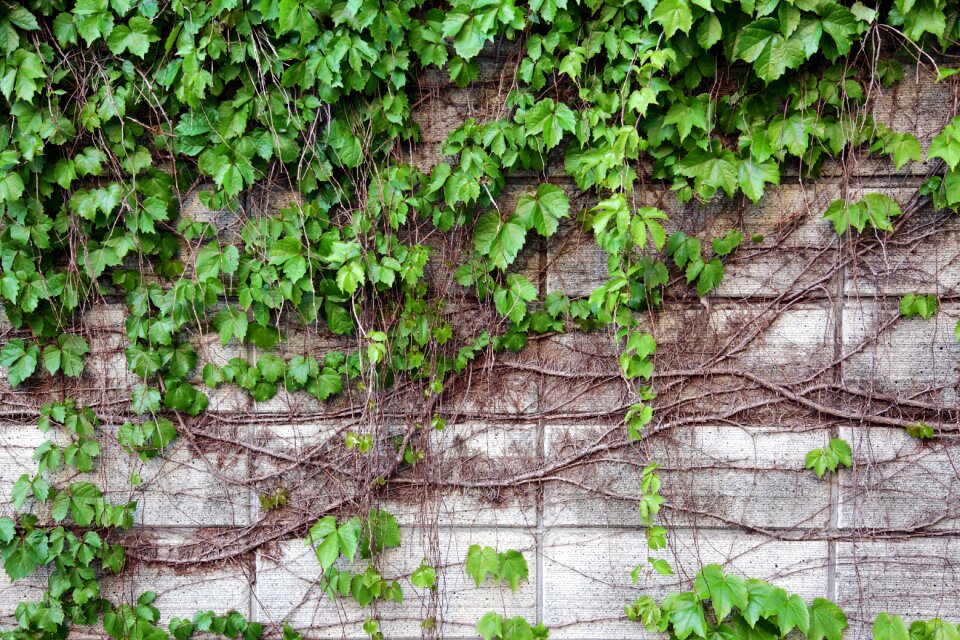 The leaves plants ivy
