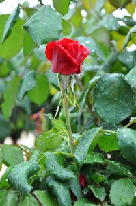 Drops wet nature