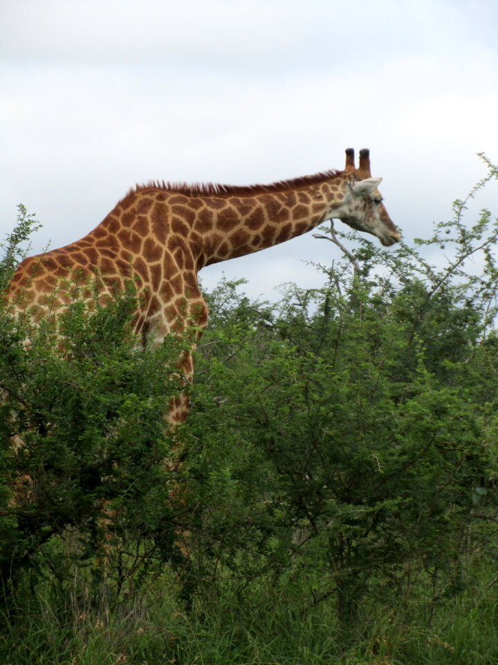 Giraffe animal fauna