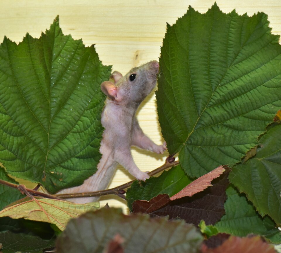 Mites felllos rodent