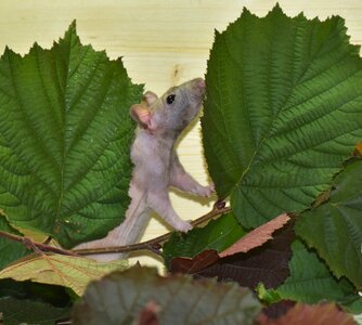 Mites felllos rodent