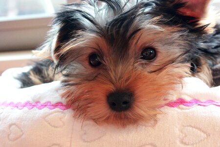 Yorkshire terrier puppy dog face photo