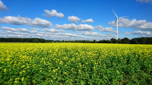 Rape blossom fields agriculture