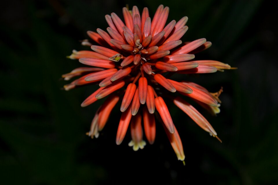 Cactus flower cactus flower