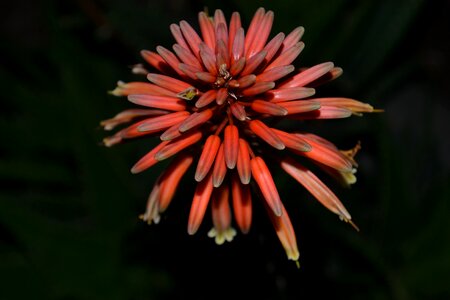 Cactus flower cactus flower photo