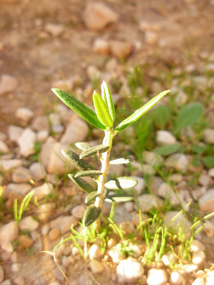 Natural botanical organic