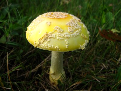 Macro yellow fall