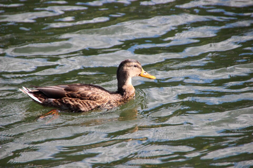 River water bird water