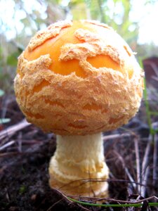 Macro orange plant