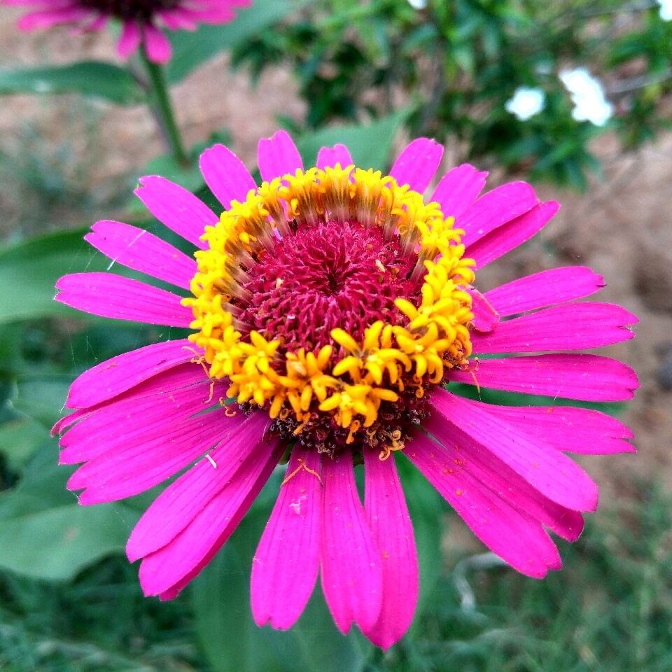 Nature green summer