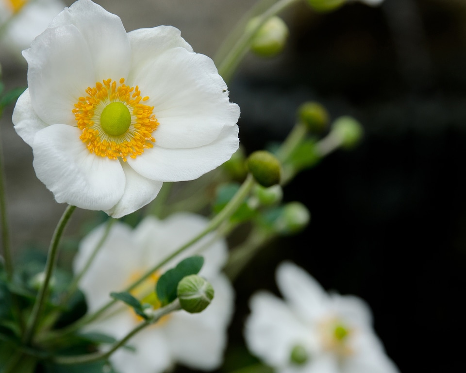 Blossoms blooms blooming