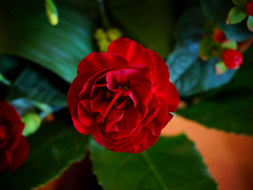 Plant red flower red pink