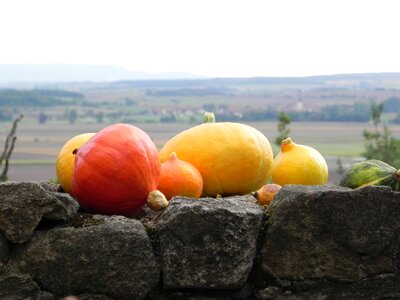 Yellow decorative squashes orange