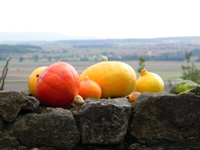 Yellow decorative squashes orange photo