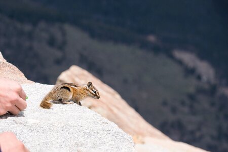 Mountain rocky colorado photo