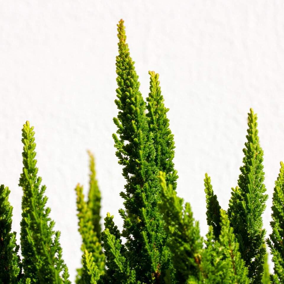 Greenery green nature