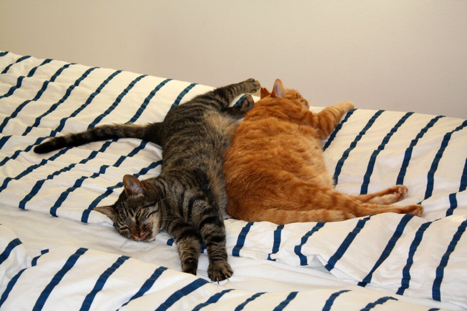Kattesøvn cat casual