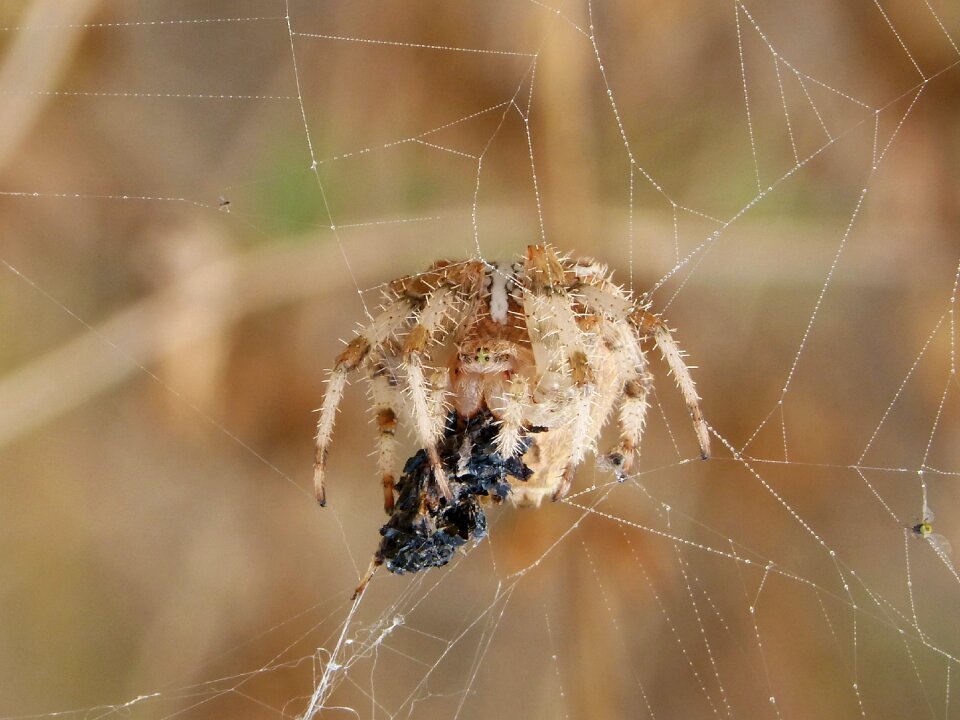 Devouring an insect hunt european garden spider