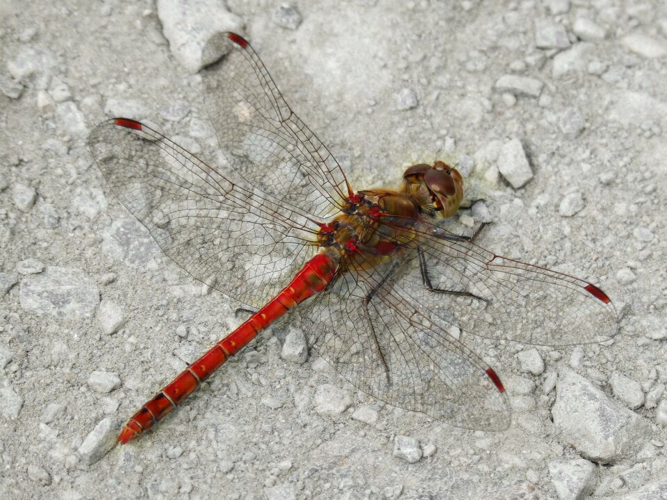 Winged insect libelulido beauty