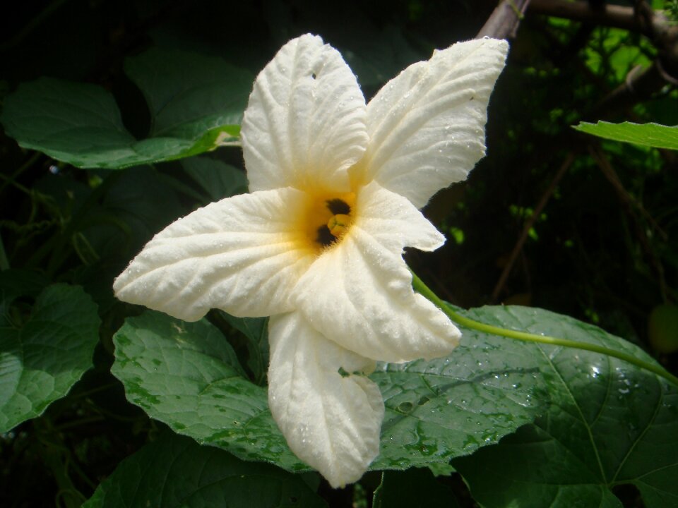 White flower plant white
