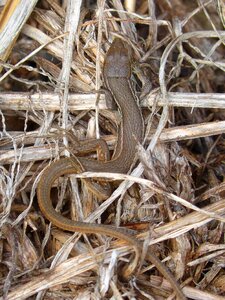 Sargantana reptile texture