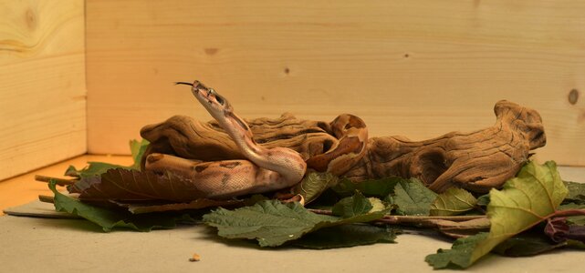 Reptile head lurking