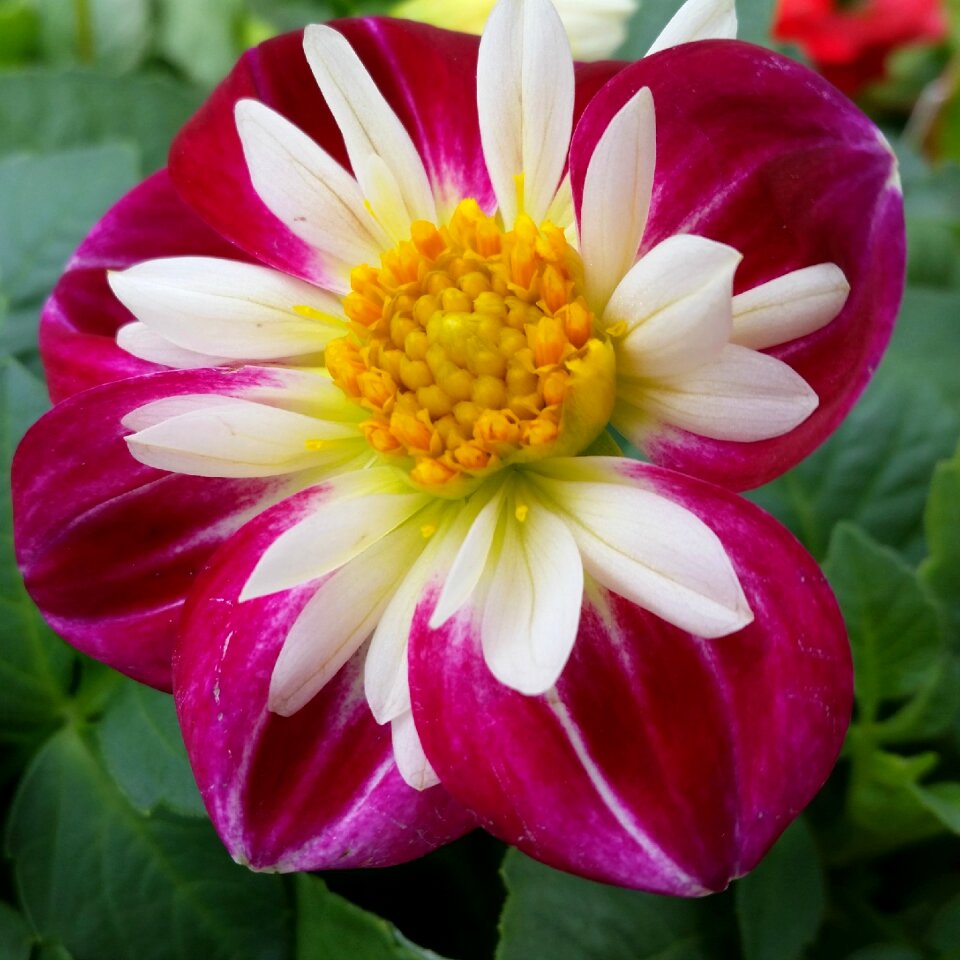Vibrant nature bloom