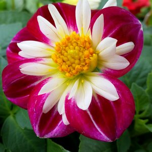Vibrant nature bloom